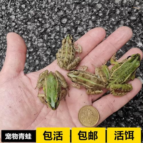 黑斑蛙养殖指南 从幼蛙到稻田生态共生
