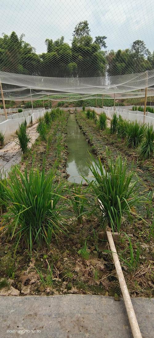 开江县黑斑蛙养殖 生态致富新路径，18元/只的市场机遇