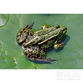 黑斑蛙养殖全攻略 从场地建设到采收上市